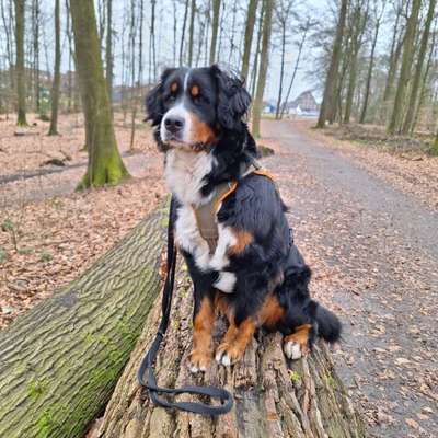 %{de_profession_title}-Ernährungsberatung für Hunde und Katzen-Bild