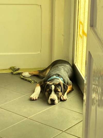 Wo sind meine AMERICAN BULLDOGS?-Beitrag-Bild