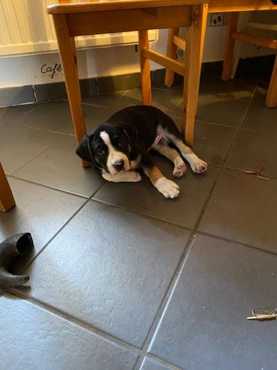 Wo sind meine AMERICAN BULLDOGS?-Beitrag-Bild