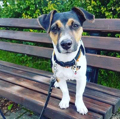 Wo sind die Jack und Parson Russell Terrier?-Beitrag-Bild