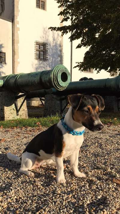 Wo sind die Jack und Parson Russell Terrier?-Beitrag-Bild