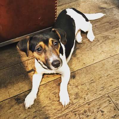 Wo sind die Jack und Parson Russell Terrier?-Beitrag-Bild