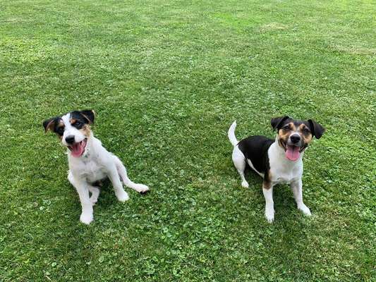 Die Dogorama Wochen Challenge "Friends will be Friends"-Beitrag-Bild