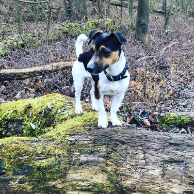 Wo sind die Jack und Parson Russell Terrier?-Beitrag-Bild
