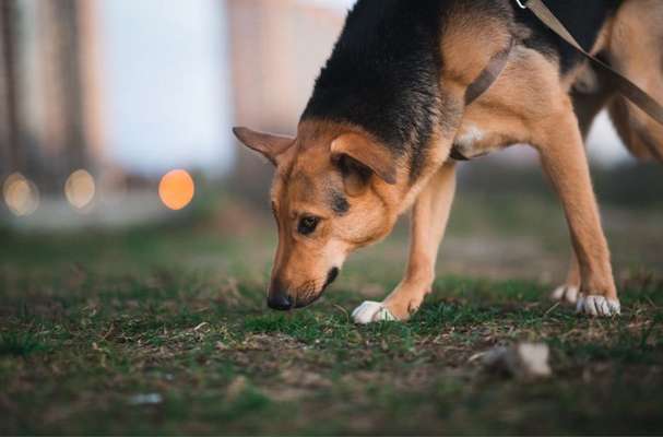 %{de_profession_title}-Mantrailing-Bild