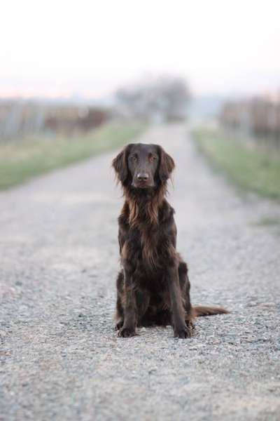 Giftköder-Hundetraining-Bild