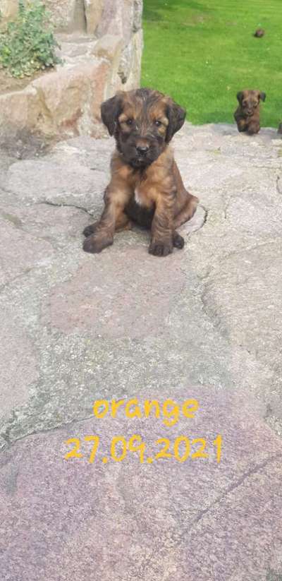 Welpen Bilder !-Beitrag-Bild