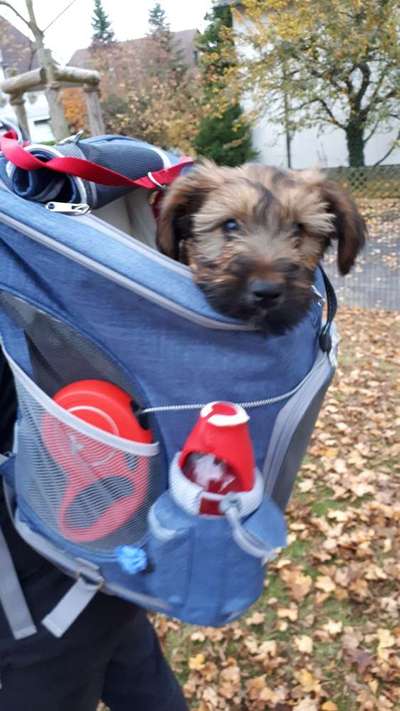 Welpen Bilder !-Beitrag-Bild