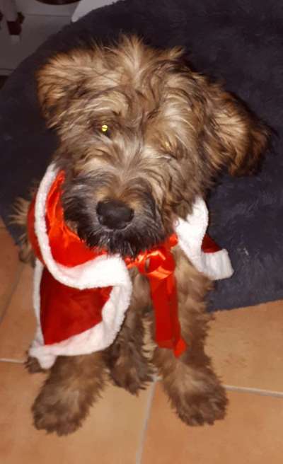 Welpen Bilder !-Beitrag-Bild