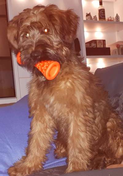 Welpen Bilder !-Beitrag-Bild