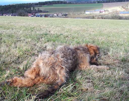 Welpen Bilder !-Beitrag-Bild