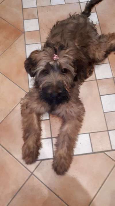 Dogorama Photo Challenge - Einmal lächeln bitte-Beitrag-Bild