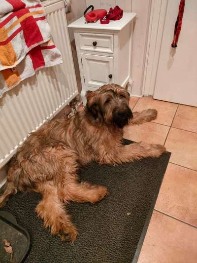 Welpen Bilder !-Beitrag-Bild