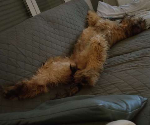 Welpen Bilder !-Beitrag-Bild