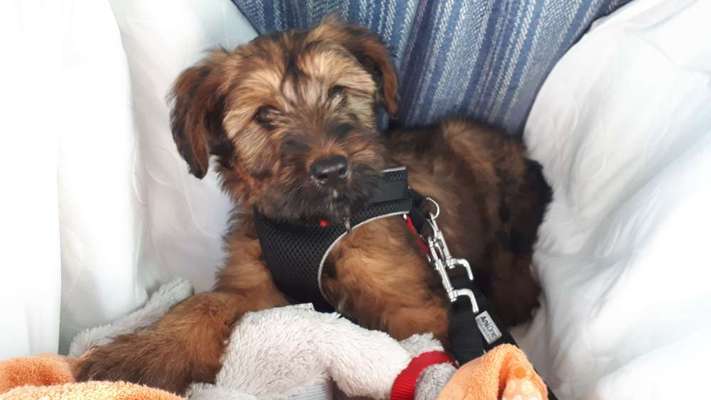 FOTOCHALLENGE 70 - Dein Hund im Auto-Beitrag-Bild