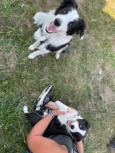 Border Collie-Beitrag-Bild
