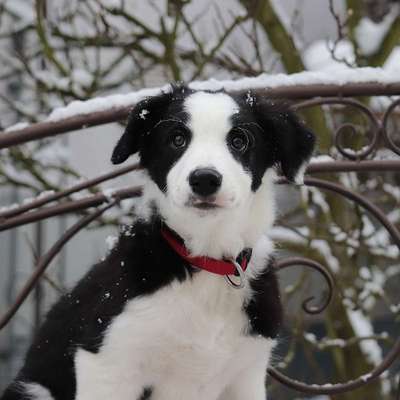 Welpen Bilder !-Beitrag-Bild