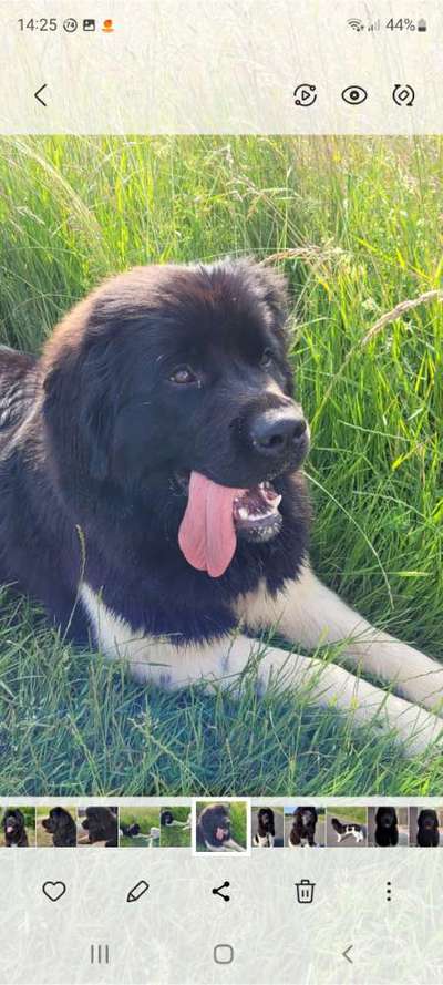 Tongue Out Tuesday-Beitrag-Bild