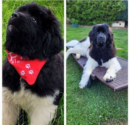 Vom Welpen zum Hund-Beitrag-Bild