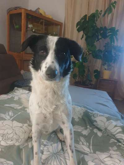 TierschutzhundeStammtisch🐕-Beitrag-Bild