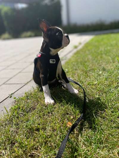 Hundetreffen-Kleine Welpendame sucht nette Kontakte für Gassi und Spiel-Bild