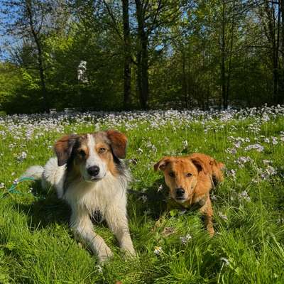 Hundetreffen-Gassirunden für deinen Hund-Bild