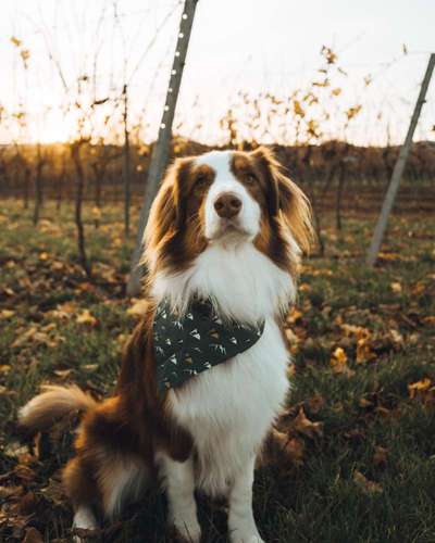 Hundetreffen-Spielrunde mit Buddy-Bild