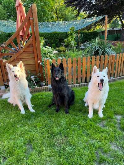 Dogorama Photo Challenge - Gegensätze-Beitrag-Bild