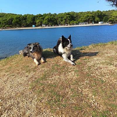 Hundetreffen-Hundetreffen mit Gassi gehen zum spielen-Bild