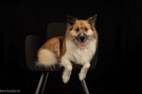 Nordische Hunde-Beitrag-Bild