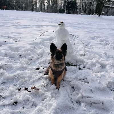Hundetreffen-Hundekumpel zum Spielen-Bild