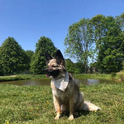 Cani Cross Geschirr kleine Hunde-Beitrag-Bild