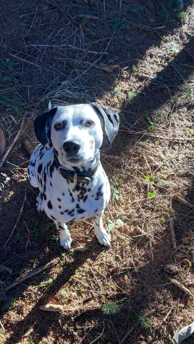 Wie heißt dein Hund?-Beitrag-Bild