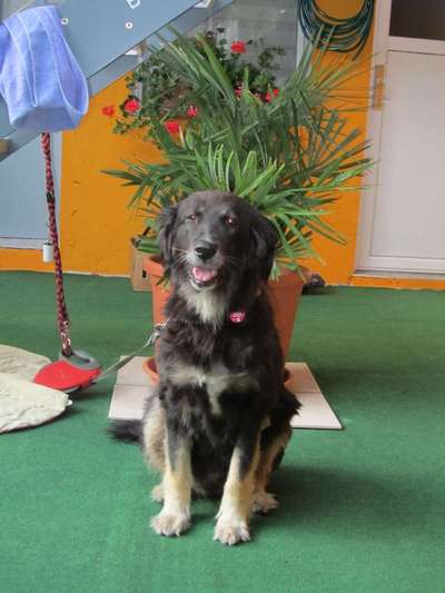 Auslandstierschutz-Beitrag-Bild