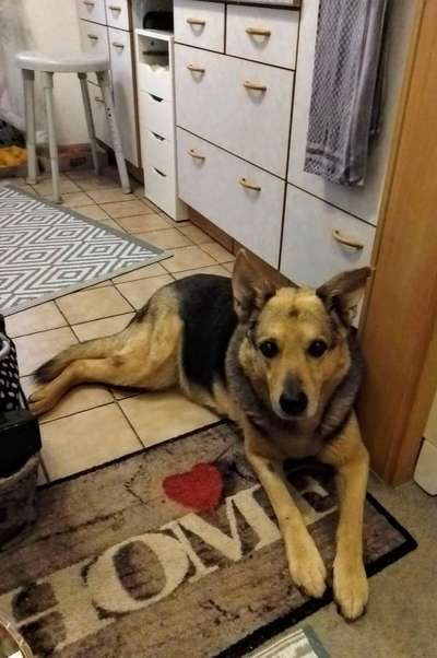 Auslandstierschutz-Beitrag-Bild