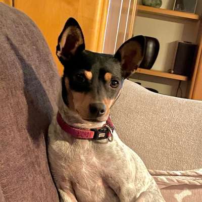 Hundetreffen-Nähe Reinheim-Bild