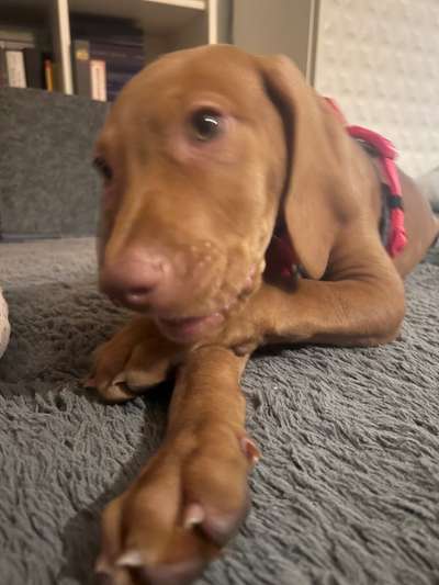 Hundetreffen-Welpen Freunde-Bild