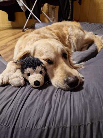 Wo sind die Golden Retriever Liebhaber?-Beitrag-Bild