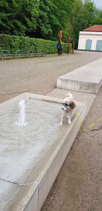 Dogorama-Monats-Challenge-Mai "Wasser"-Beitrag-Bild