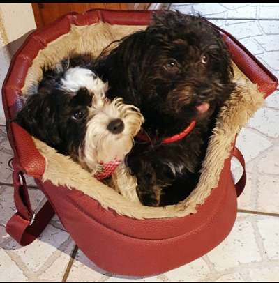 Bester Freund, Hundekumpel - zeigt her!-Beitrag-Bild