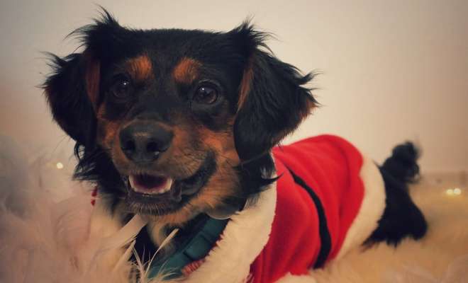 Die Dogorama Kalender Challenge Teil 3/4-Beitrag-Bild