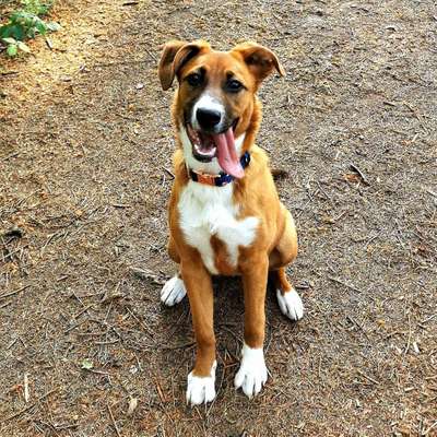 Hundetreffen-Hallo ich freue mich über jeden der lust hat mit uns spazieren zu gehen 🦮🥳-Bild