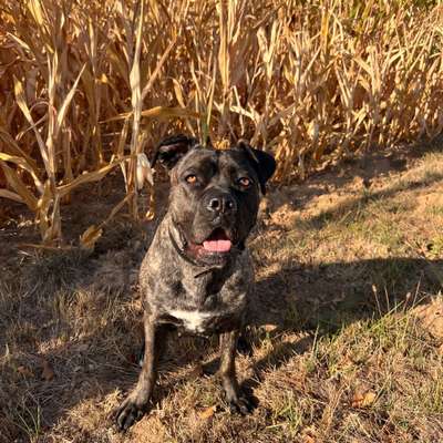 Hundetreffen-Gemütlicher Spaziergang-Bild