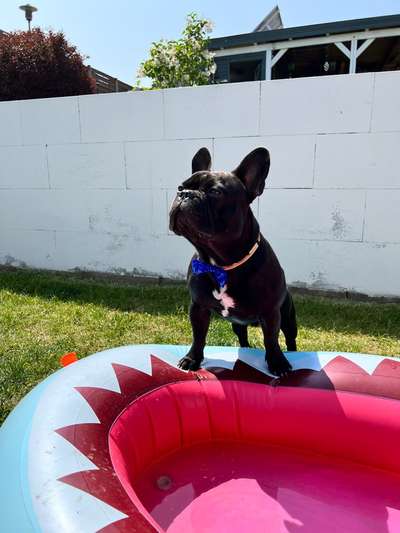 Französische Bulldoggen-Beitrag-Bild