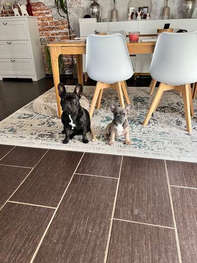 Französische Bulldoggen-Beitrag-Bild