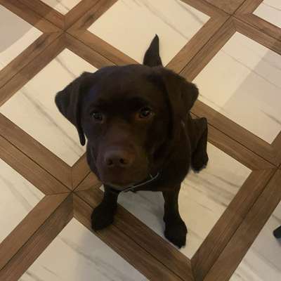 Hundetreffen-Wilde Hummel Treffen-Bild