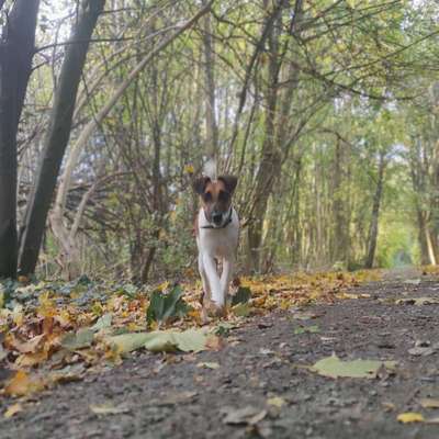 Hundetreffen-Treffen für Spaziergänge und Spielrunden-Bild