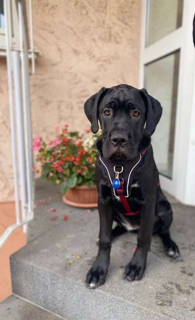 Cane Corso-Beitrag-Bild