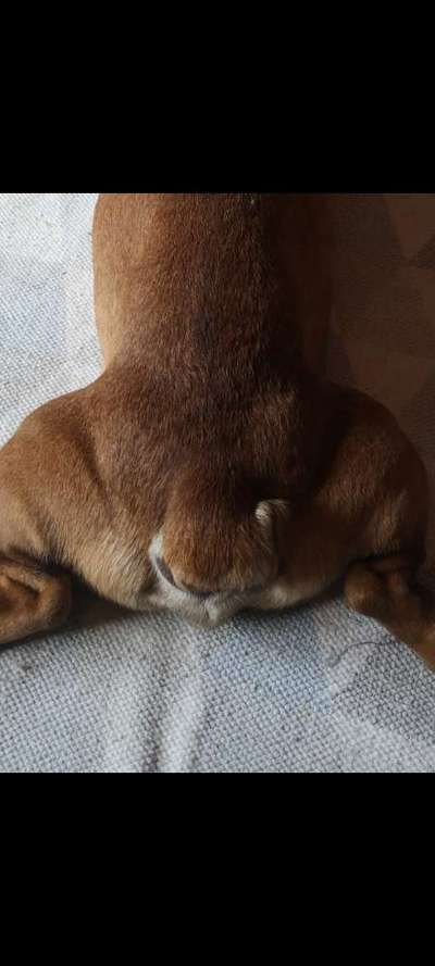 Französische Bulldogge   Rassebeschreibung, Probleme, Kosten, Erfahrungen-Beitrag-Bild