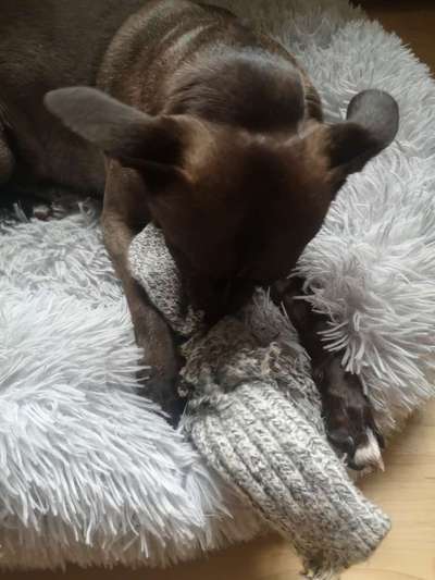 Zeig mir, dass du mit einem hund zusammenlebst....-Beitrag-Bild